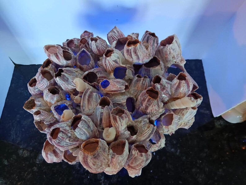 Natural Genuine Barnacle Cluster W/shells on Crystal Stand W/fairy ...