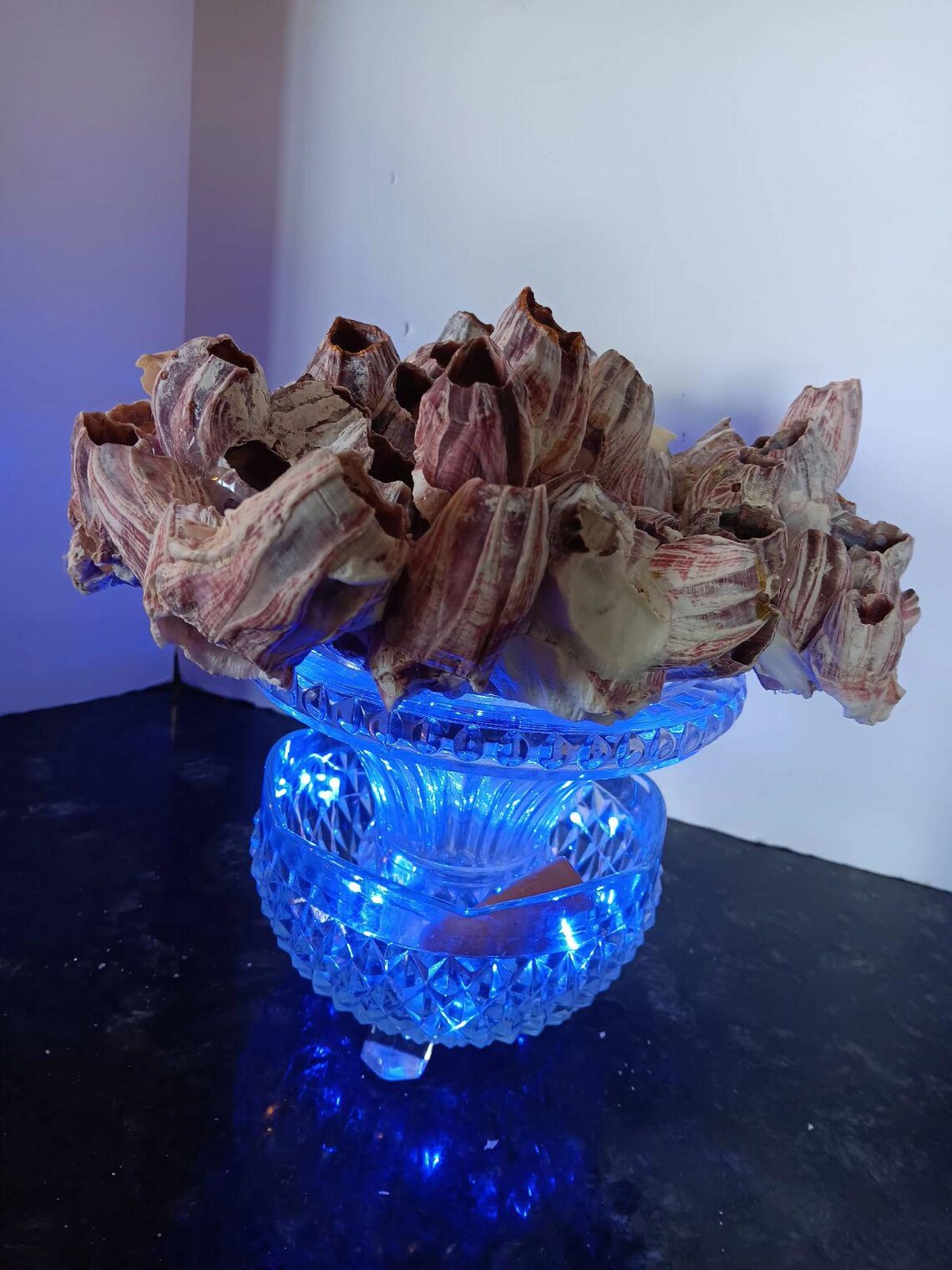 Natural Genuine Barnacle Cluster W/shells on Crystal Stand W/fairy ...