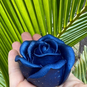 Love At First Sight Rose