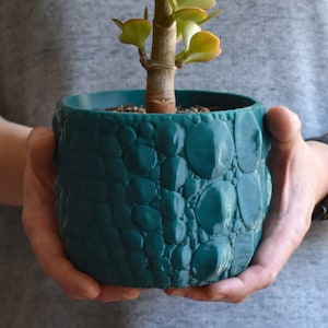 May include: A small succulent plant in a teal green ceramic pot with a textured, pebble-like design.