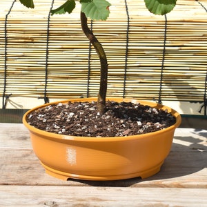 May include: A small tree with a curved trunk is planted in a yellow ceramic pot. The pot is sitting on a wooden surface.