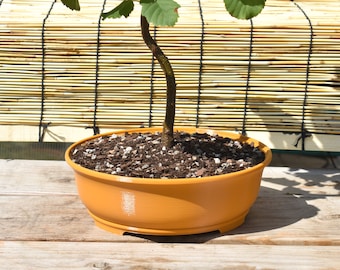 9.5-inch Oval Bonsai Pot