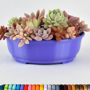 May include: A purple ceramic succulent planter filled with a variety of succulents, including green, pink, and red varieties.