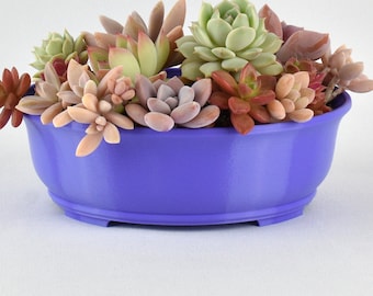 Small Oval Shallow Planter, 6.5-inch Pot for Succulents and Houseplants, Optional Tray
