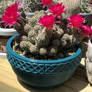 May include: A flowering cactus in a teal pot with a Celtic knot design. The cactus has many small, spiky stems and vibrant magenta flowers. Other potted plants are visible in the background, creating a garden scene.