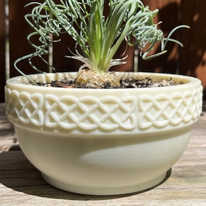 May include: A cream-colored ceramic planter with a Celtic knot design around the rim. The planter holds a small green plant with curly, thin leaves. The planter is sitting on a wooden surface.