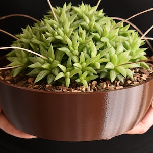 May include: A small, light green succulent plant in a brown, round pot. The plant has many small, pointed leaves. The pot is filled with small pebbles and soil. Long, thin, brown stems extend from the plant. The pot is being held.