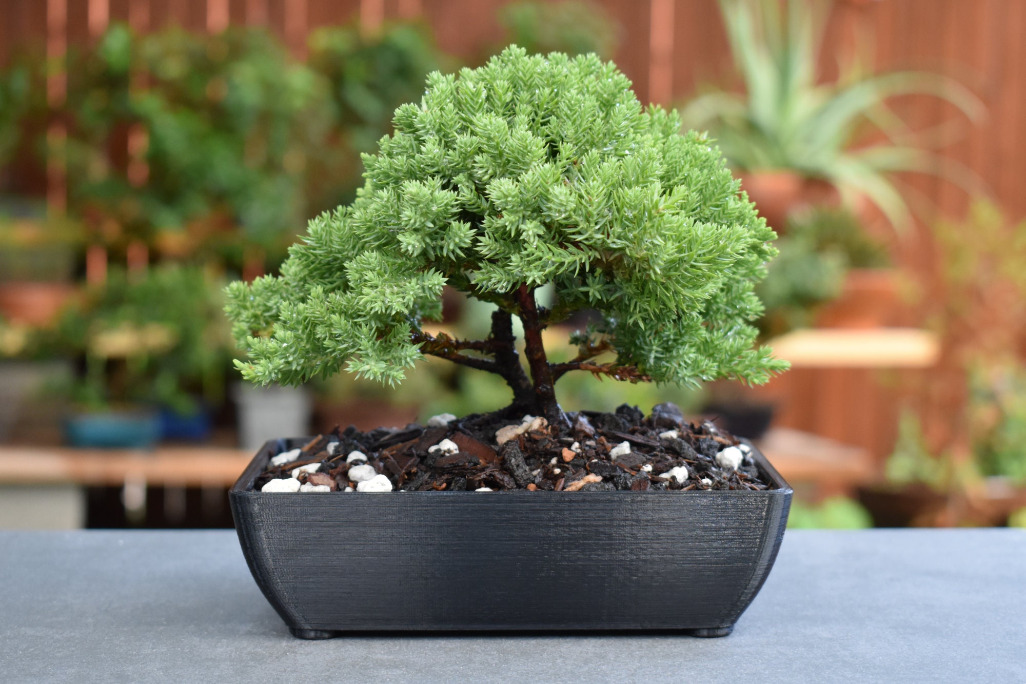Bonsai Pots for sale 44 ads for used Bonsai Pots