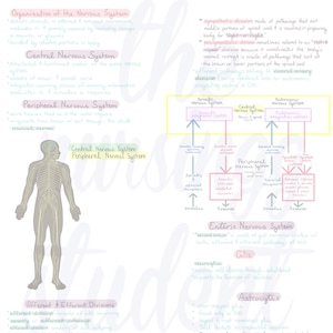 May include: An educational diagram of the nervous system, with labelled sections on the central, peripheral, and autonomic systems. The illustration includes a diagram of a human figure and text explaining the functions of different parts of the nervous system.