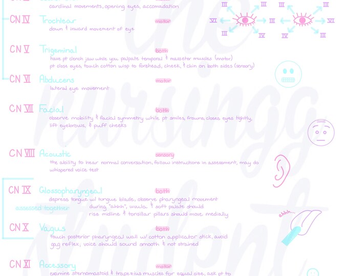 Cranial Nerves Chart: Colorful Hand-drawn Study Guide (digital Download ...
