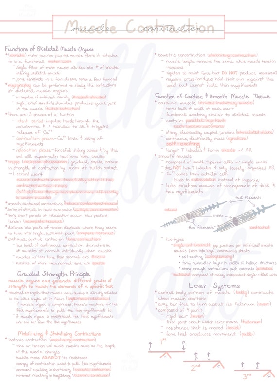 Muscular System Handwritten Notes