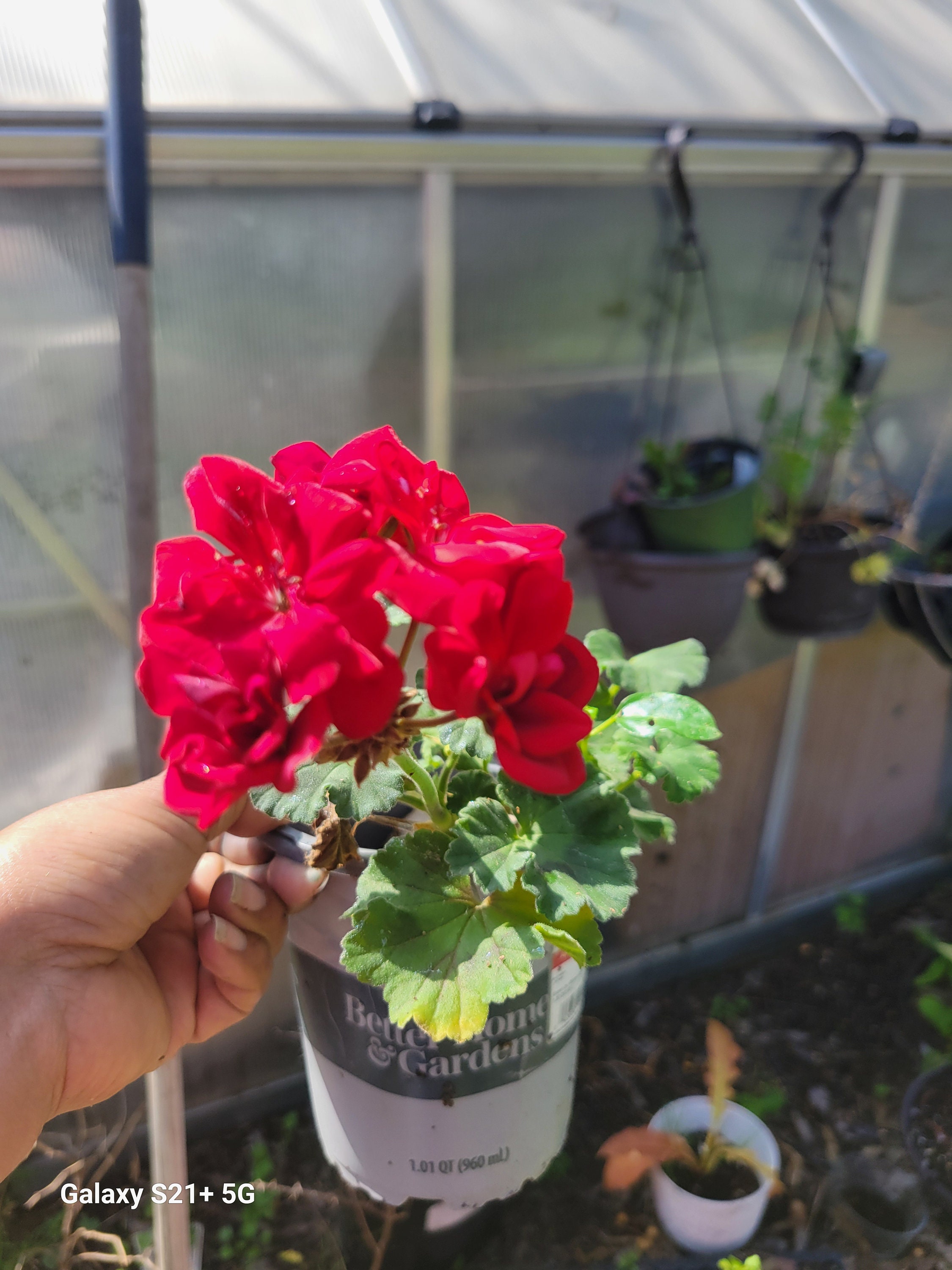 Geranium patriot Bright Red Live Plant Beautiful Crimson Red Zonal Red
