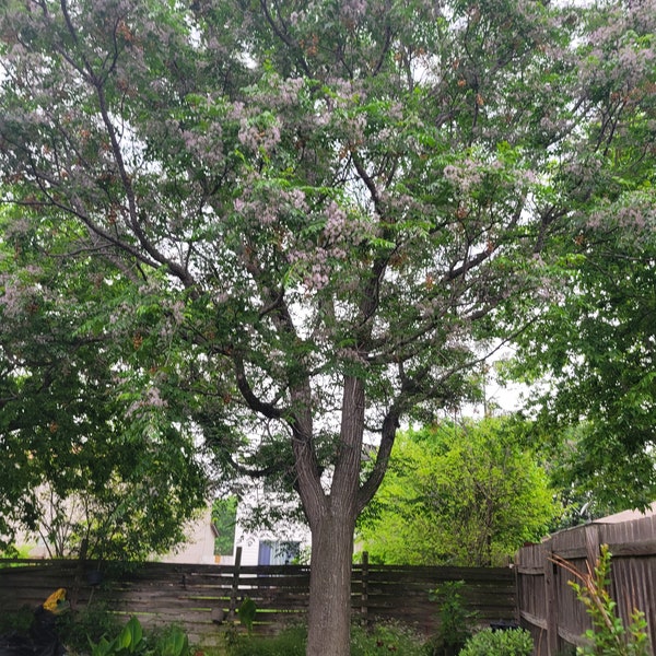 Melia azedarach Chinaberry Tree in 3 inches pot, pot Bead Tree Cape Lilac Persian Lilac Indian Lilac Arbol canelo