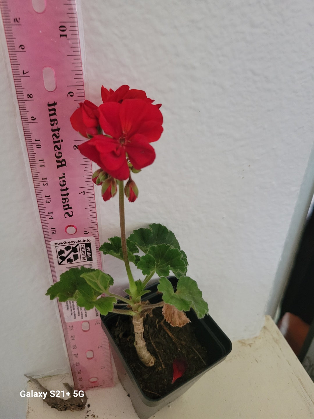 Geranium patriot Bright Red Live Plant Beautiful Crimson Red Zonal