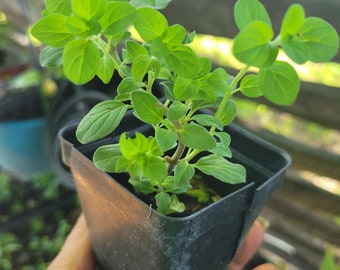 Origan grec - Origanum vulgare hirtum - Plante vivante - 3 à 5 pouces - Herbe dans un pot de 2,5 pouces, plante biologique idéale pour la cuisine