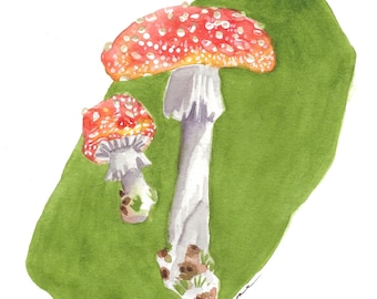 Amanita Mushrooms Matted Watercolor Print