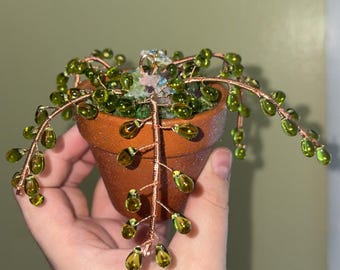 Planta suculenta com contas