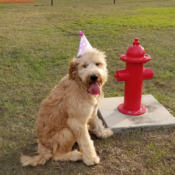 Dog Party Hat: Pet Party Hat Favors, Puppy Birthday Theme, Puppy First Birthday, Pet Party | Ships Flat