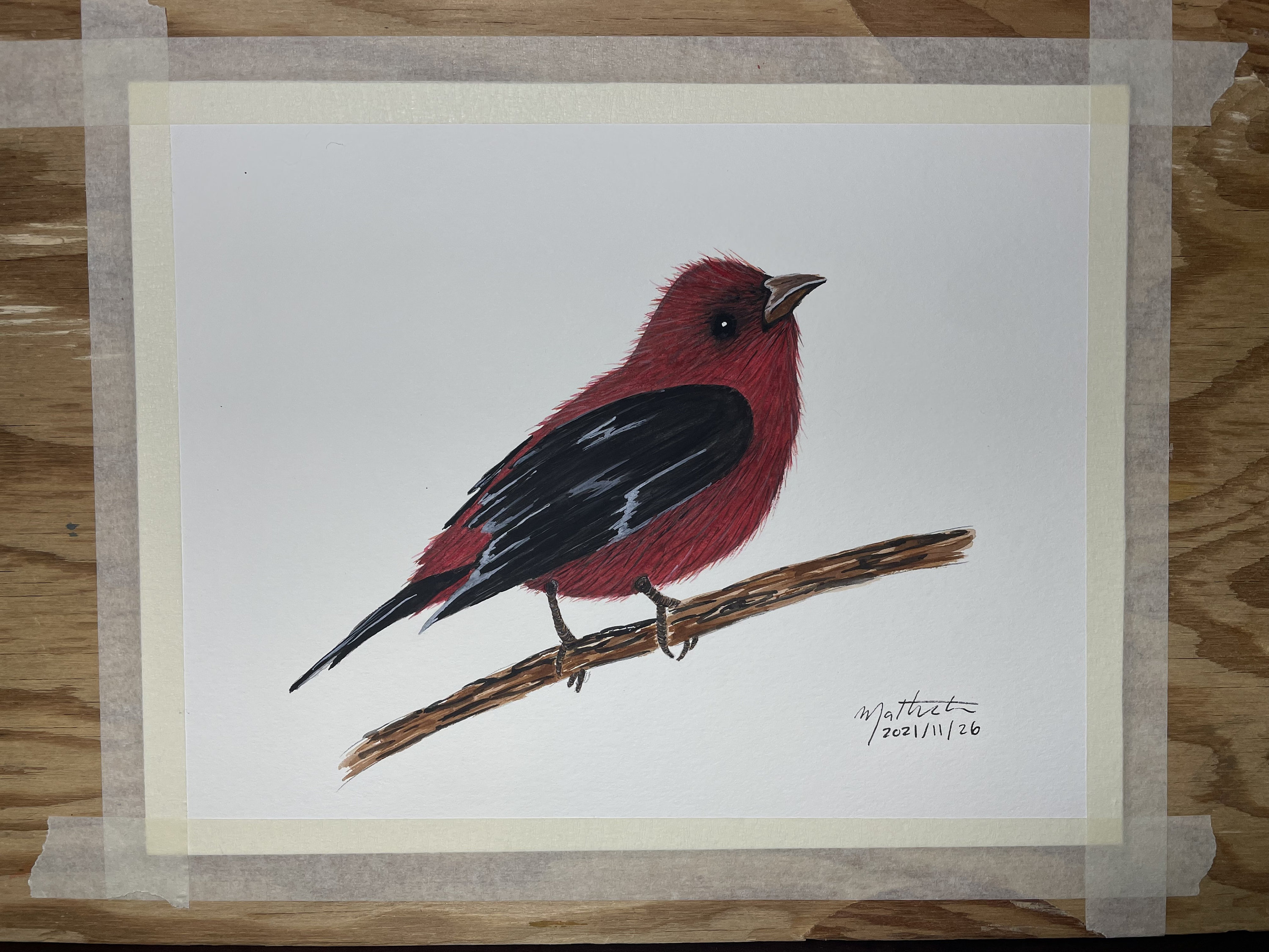 Original Watercolour Painting Scarlett Tanager Bird - Etsy