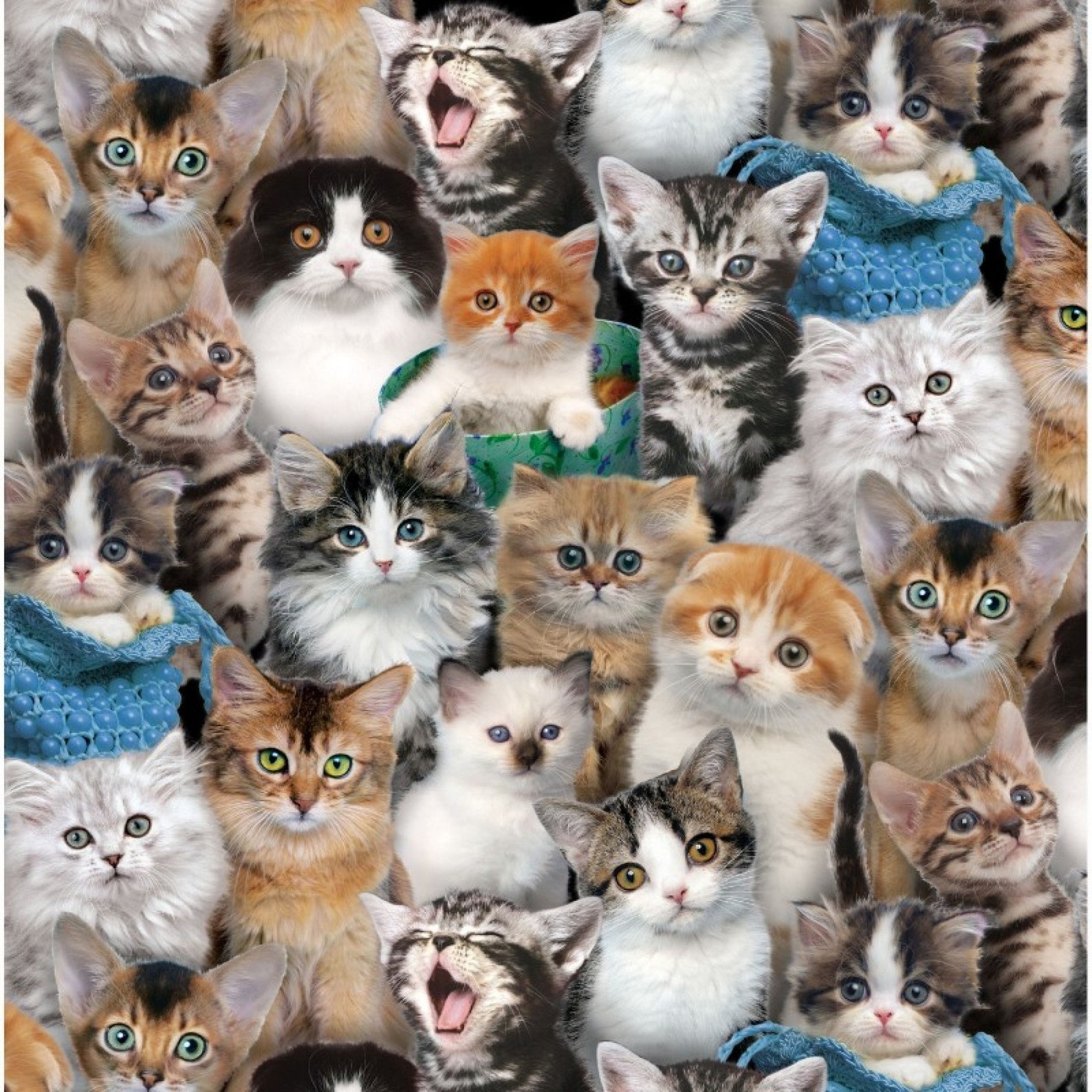 Novelty Cotton Fabric Cats Kittens Breeds Kitty in Floral Etsy