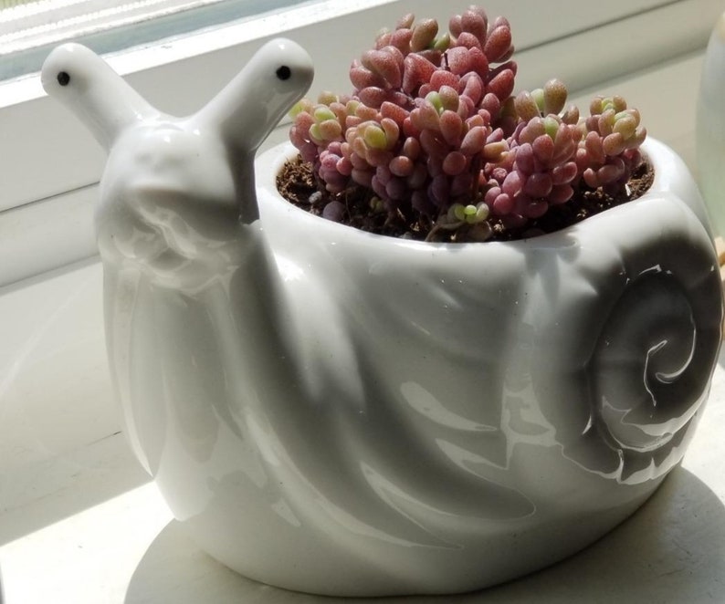 Cute Ceramic Succulent Snail Flower Pot Small Handmade Planter Etsy