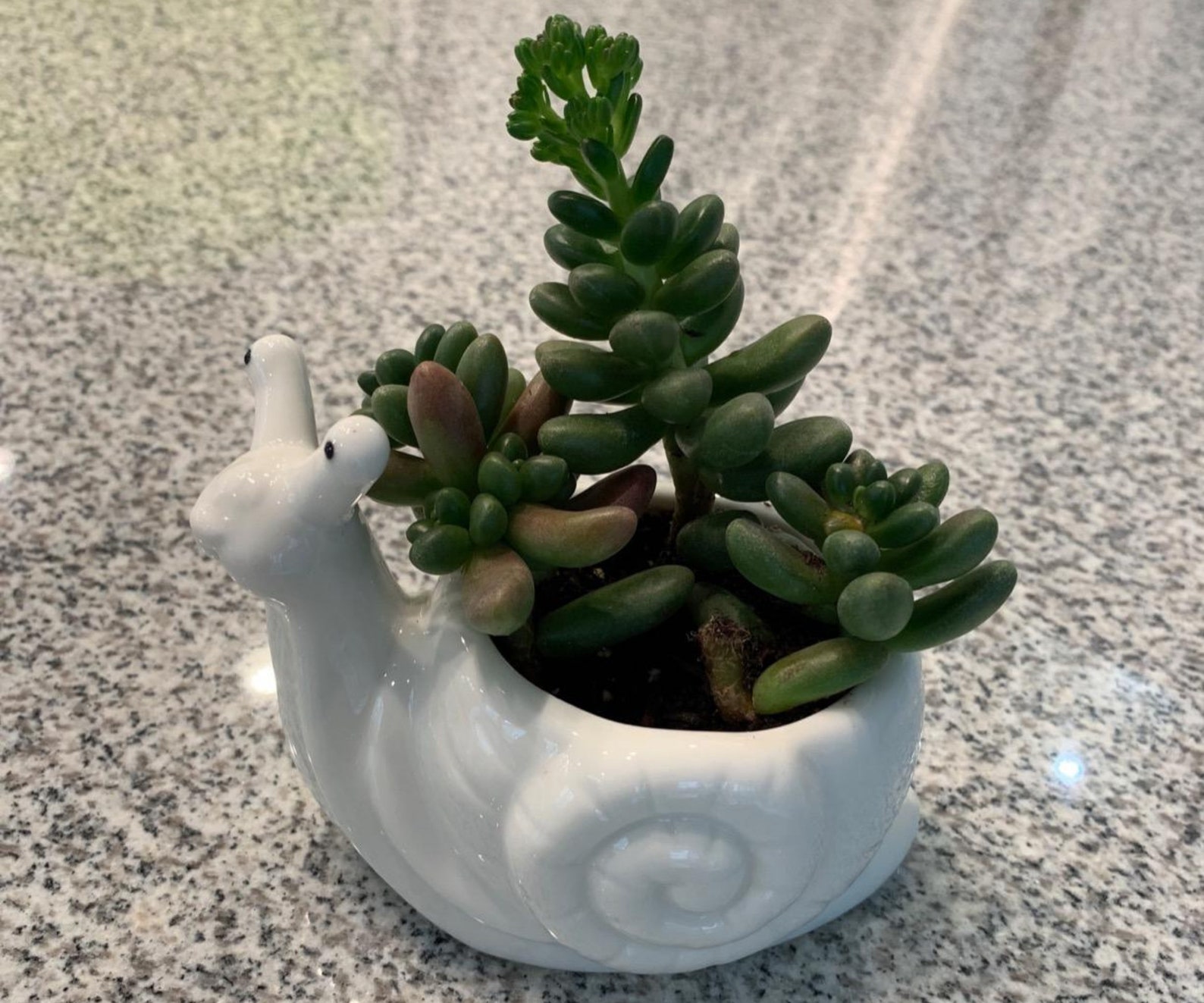 Cute Ceramic Succulent Snail Flower Pot Small Handmade Planter Etsy