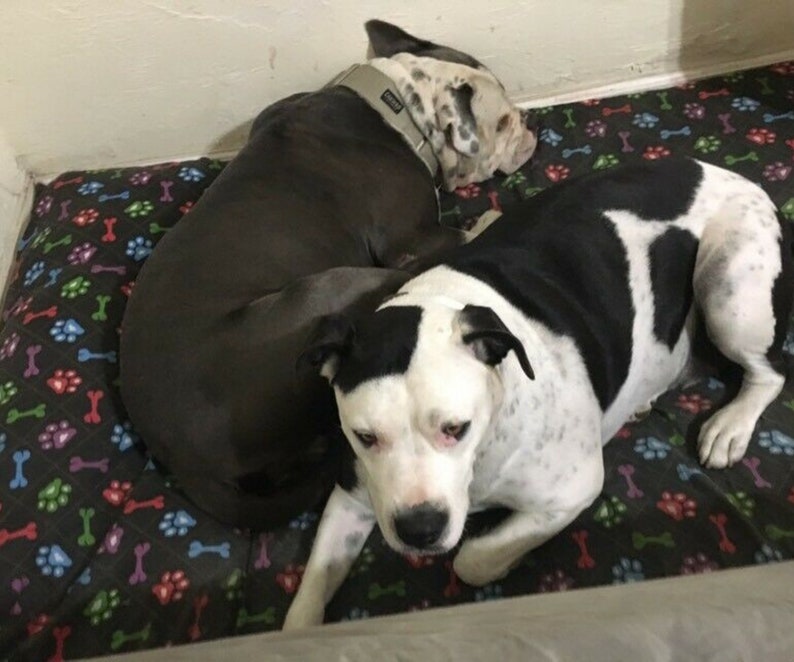 Large Dog Bed Cover Modern Multi Paws Pet Crate Cushion Covers 30 x 40 inches Washable Dog Lover Gift 3 in 1