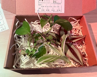 Plant Cuttings Propagation Gift Kit