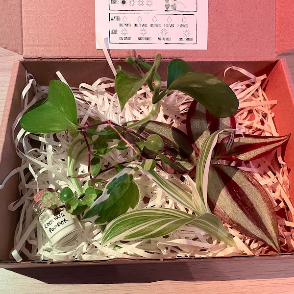 Plant Cuttings Propagation Gift Kit