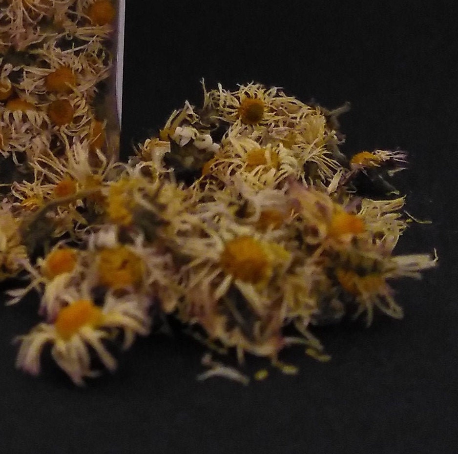 Daisies Bellis Perennisincense Incense Smoked Smoking Mixture Etsy UK