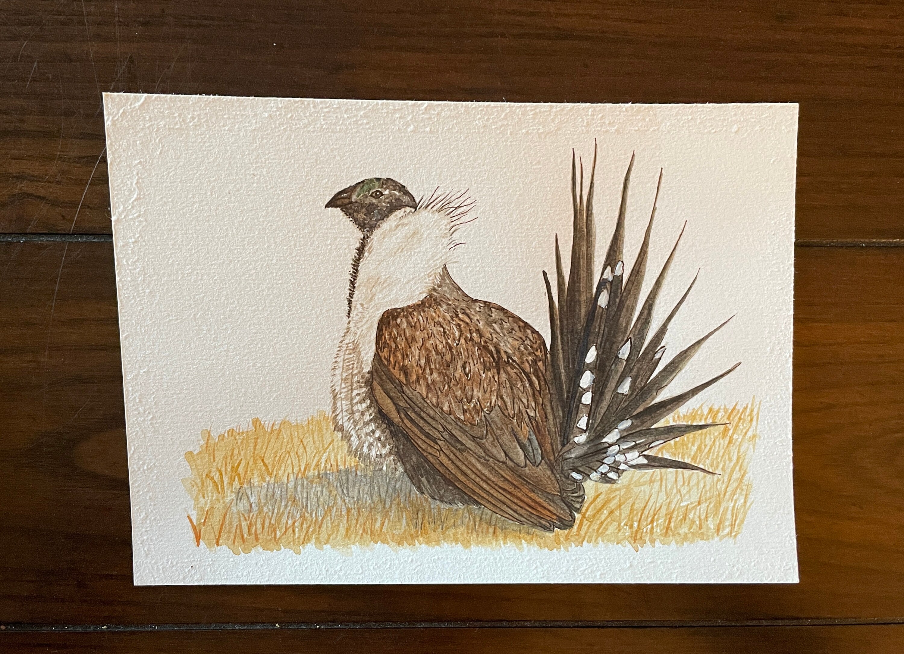 Fine Art Print The Greater Sage Grouse and Adventure Boy -  Portugal