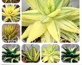 MIX Aloe 100 seeds succulent plants bonsai seeds rare Herbs aloe vera Free worldwide shipping within 4-8 weeks.