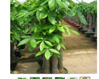 Money Tree Seeds Etsy Nz - 