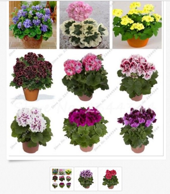 Yard Garden Outdoor Living 30 Pcs Caladium Indoor Plants Seeds Florida Caladium Bicolor Seeds Bonsai Coloca Spadreaming Com