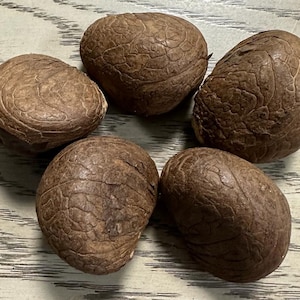 May include: Five brown, textured, oval-shaped seeds arranged in a circle on a light wood surface.