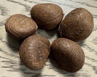 Tagua Nut Whole Pure Unprocessed. Vegetable Ivory Nut from Colombia. 5 Pieces. Size: 1.5 inches x 1.5 inches approx. Woodwork, Carving