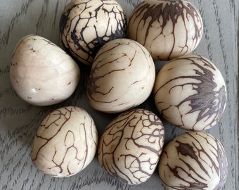 Tagua Nut Whole Uncut Raw 6 Pcs Vegetable Ivory Nut. Medium Size: 40x30 mm / 1.4x1.1 inch. approx. Undrilled Woodwork Jewelry Making Carving