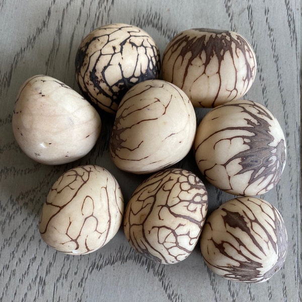 Tagua Nut Whole Nut Uncut Raw 6 Pcs Vegetable Ivory Nut | 3.5 x 2.5 cm.  approx. | Drilled or Undrilled | Woodwork Jewelry Making Carving