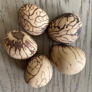 Tagua Nut XL Size Whole Uncut Raw 5 Nuts Vegetable Ivory Big Size 5x6 cm. approx. Woodwork Jewelry Making Carving Fair Trade Seed Beads