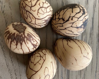 Tagua Nut XL Size Whole Uncut Raw 5 Nuts Vegetable Ivory Big Size 5x6 cm. approx. Woodwork Jewelry Making Carving Fair Trade Seed Beads