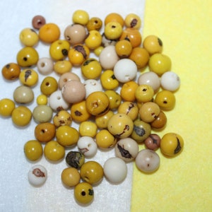 Seed Beads 200 acai seeds in yellow and beige 6x6 mm. beading sustainable jewelry eco beads jewelry making bead shop ethical green handmade