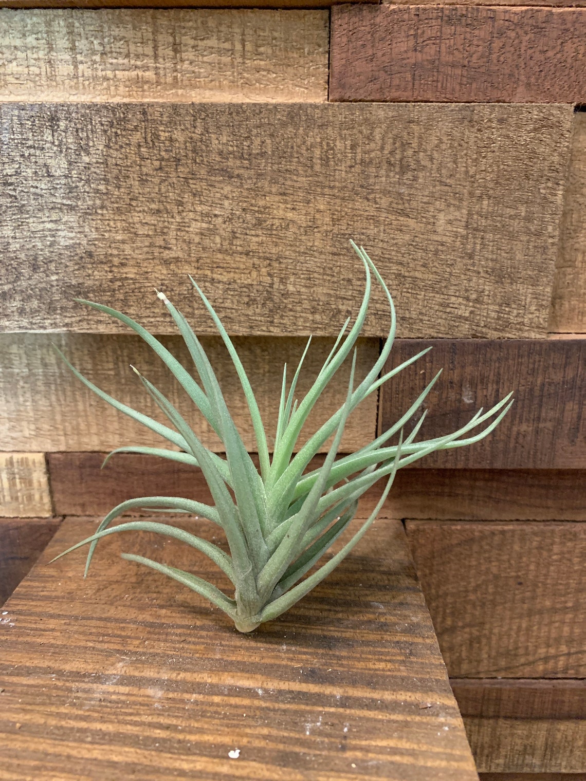 Blooming Air plant called Carnation of the Air or Tillandsia Etsy