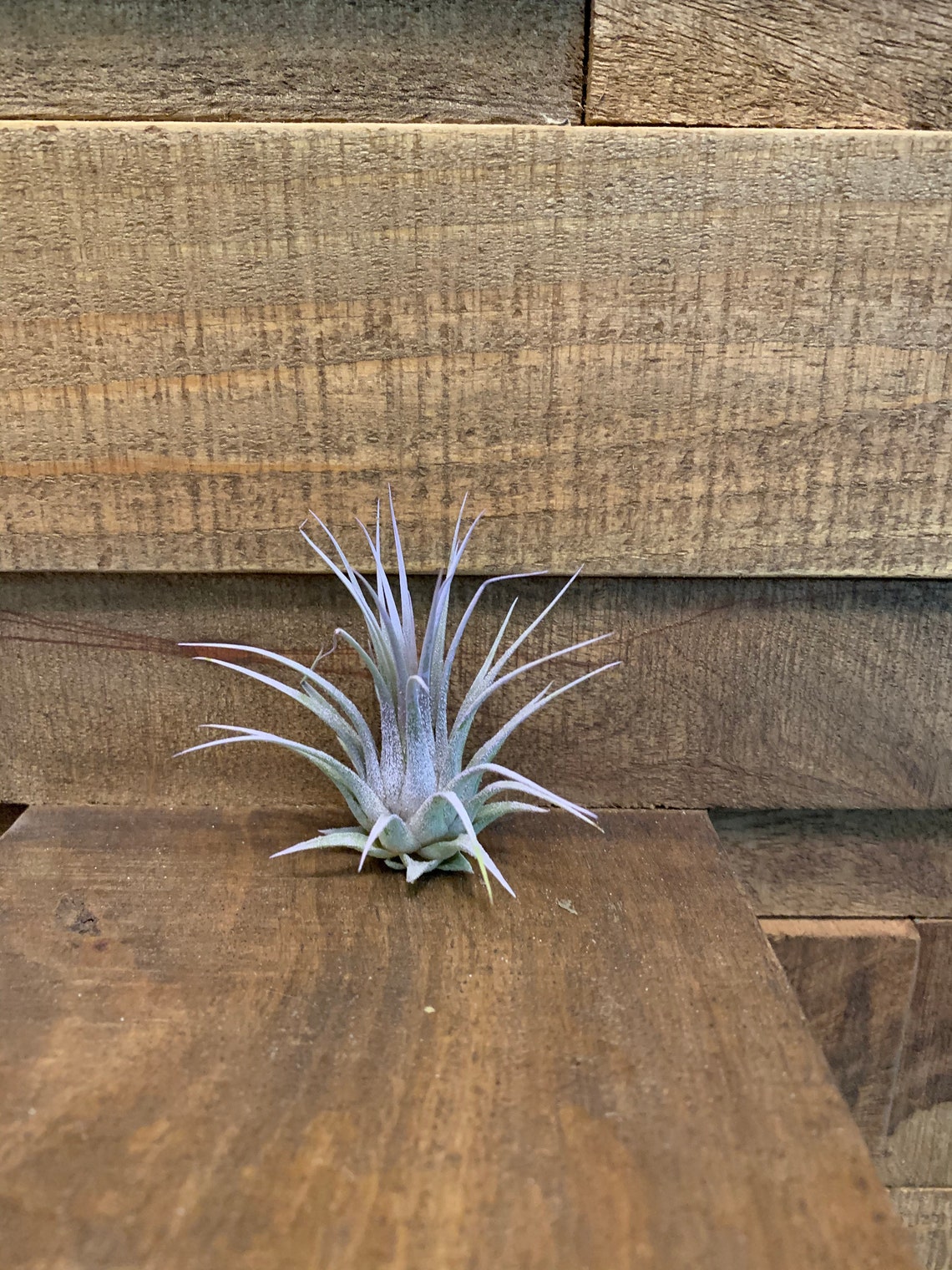 Colorful Air Plants in Glass Globe with twine to hang it a Colorful Air Plants in Glass Globe with twine to hang it a