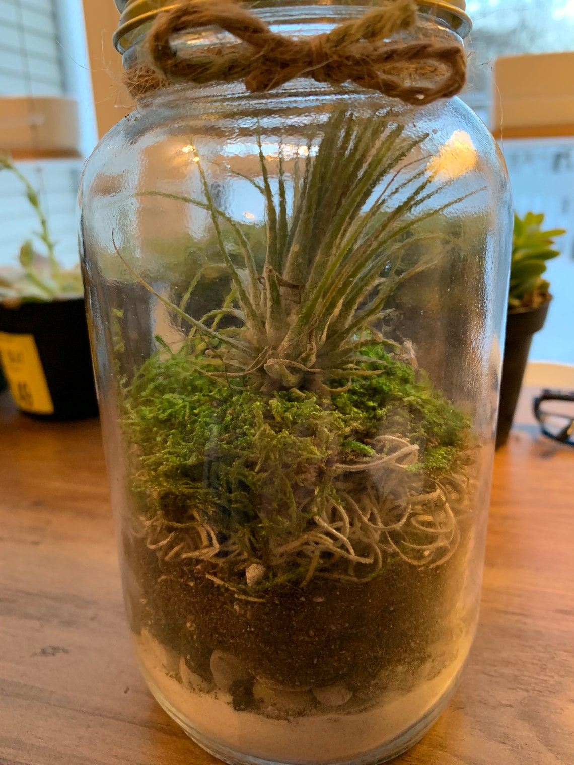 DIY Terrarium Kit with Color Choice of Air Plant Etsy