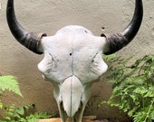 Buffalo Skull, American Bison,Native,Science,Head Horn