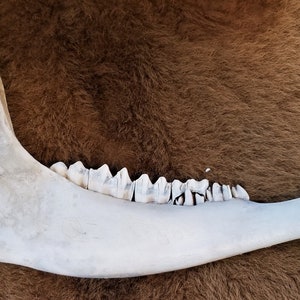 Bison Jaw Bone - American Buffalo - Painted White - Etsy