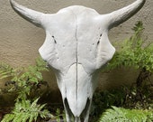 Buffalo Skull, American Bison