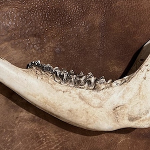 Bison Jaw Bone Fused Pair - American Buffalo