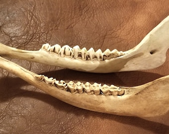Buffalo Jaw Bone - Etsy