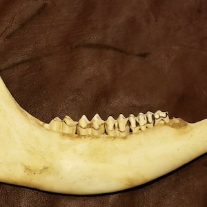 May include: A close-up of a white animal jawbone with teeth. The jawbone is on a brown leather surface.